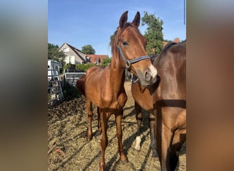 Hannoveraner, Wallach, 2 Jahre, Fuchs