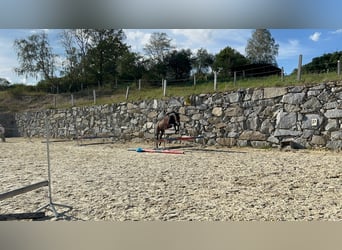 Hannoveraner, Wallach, 2 Jahre, Kann Schimmel werden