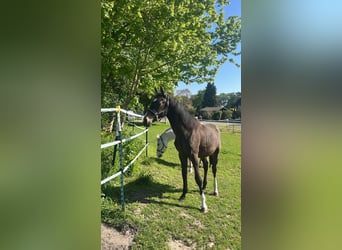 Hannoveraner, Wallach, 2 Jahre, Schwarzbrauner