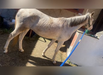 Hannoveraner Mix, Wallach, 3 Jahre, 148 cm, Cremello