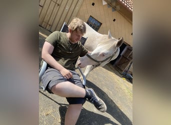 Hannoveraner Mix, Wallach, 3 Jahre, 148 cm, Cremello