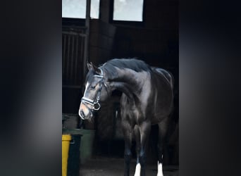 Hannoveraner, Wallach, 3 Jahre, 151 cm, Dunkelbrauner