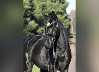 Hannoveraner, Wallach, 3 Jahre, 157 cm, Rappe