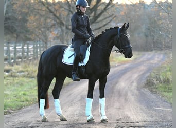 Hannoveraner, Wallach, 3 Jahre, 157 cm, Rappe