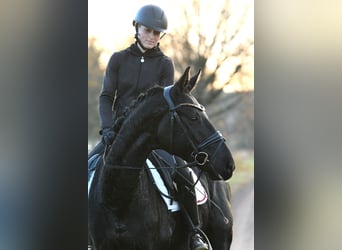 Hannoveraner, Wallach, 3 Jahre, 157 cm, Rappe