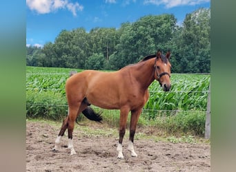 Hannoveraner, Wallach, 3 Jahre, 159 cm, Brauner