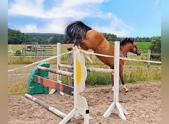 Hannoveraner, Wallach, 3 Jahre, 159 cm, Brauner
