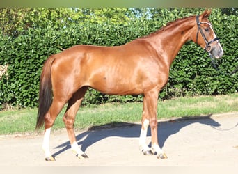 Hannoveraner, Wallach, 3 Jahre, 160 cm, Fuchs