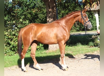 Hannoveraner, Wallach, 3 Jahre, 160 cm, Fuchs