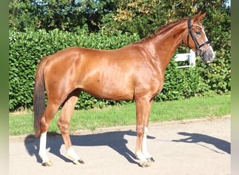 Hannoveraner, Wallach, 3 Jahre, 160 cm, Fuchs