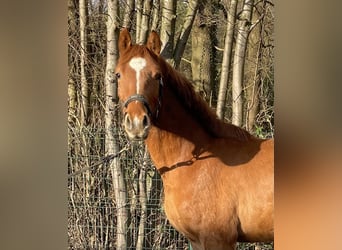 Hannoveraner, Wallach, 3 Jahre, 160 cm, Fuchs