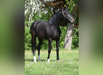 Hannoveraner, Wallach, 3 Jahre, 160 cm, Rappe