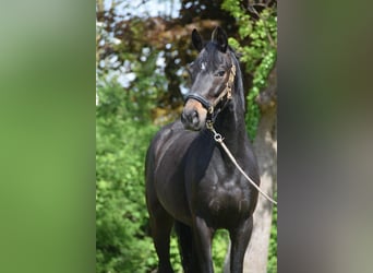Hannoveraner, Wallach, 3 Jahre, 160 cm, Rappe