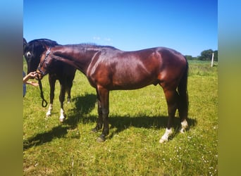 Hannoveraner, Wallach, 3 Jahre, 161 cm, Dunkelbrauner