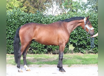 Hannoveraner, Wallach, 3 Jahre, 162 cm, Brauner