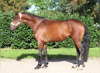 Hannoveraner, Wallach, 3 Jahre, 162 cm, Brauner