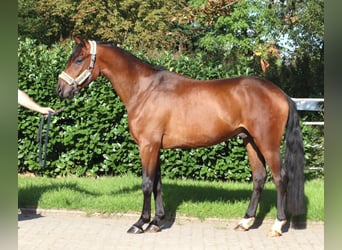 Hannoveraner, Wallach, 3 Jahre, 162 cm, Brauner