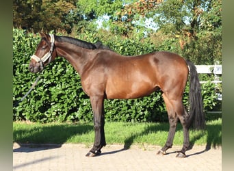 Hannoveraner, Wallach, 3 Jahre, 162 cm, Brauner