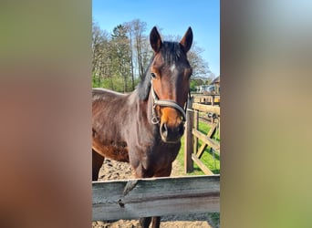 Hannoveraner, Wallach, 3 Jahre, 162 cm, Brauner