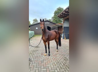 Hannoveraner, Wallach, 3 Jahre, 162 cm, Brauner