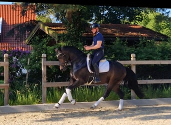 Hannoveraner, Wallach, 3 Jahre, 162 cm, Dunkelbrauner