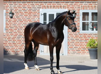 Hannoveraner, Wallach, 3 Jahre, 162 cm, Dunkelbrauner