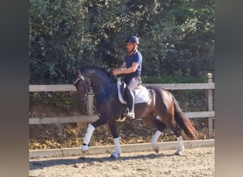 Hannoveraner, Wallach, 3 Jahre, 162 cm, Dunkelbrauner