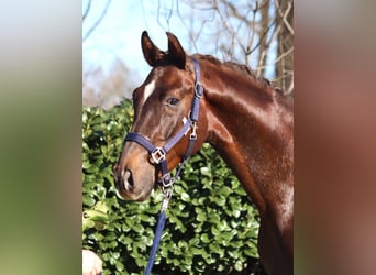 Hannoveraner, Wallach, 3 Jahre, 162 cm, Dunkelfuchs