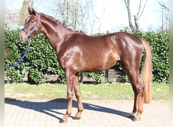 Hannoveraner, Wallach, 3 Jahre, 162 cm, Dunkelfuchs