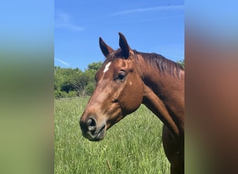 Hannoveraner, Wallach, 3 Jahre, 162 cm, Fuchs