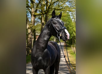 Hannoveraner, Wallach, 3 Jahre, 162 cm, Rappe