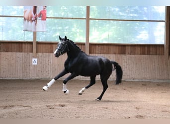 Hannoveraner, Wallach, 3 Jahre, 162 cm, Rappe