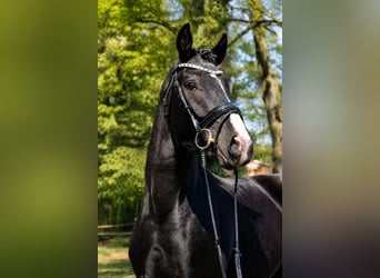 Hannoveraner, Wallach, 3 Jahre, 162 cm, Rappe