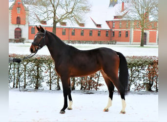 Hannoveraner, Wallach, 3 Jahre, 163 cm, Dunkelbrauner