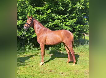 Hannoveraner, Wallach, 3 Jahre, 163 cm, Dunkelfuchs