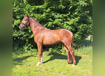 Hannoveraner, Wallach, 3 Jahre, 163 cm, Dunkelfuchs