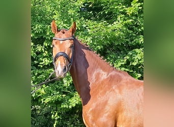 Hannoveraner, Wallach, 3 Jahre, 163 cm, Dunkelfuchs