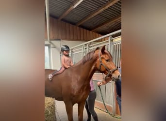 Hannoveraner, Wallach, 3 Jahre, 163 cm, Dunkelfuchs