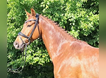 Hannoveraner, Wallach, 3 Jahre, 163 cm, Dunkelfuchs