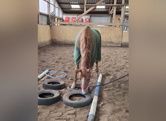 Hannoveraner, Wallach, 3 Jahre, 163 cm, Fuchs