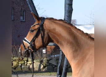 Hannoveraner, Wallach, 3 Jahre, 163 cm, Fuchs