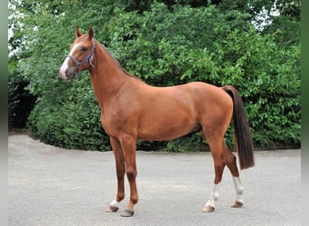 Hannoveraner, Wallach, 3 Jahre, 163 cm, Fuchs