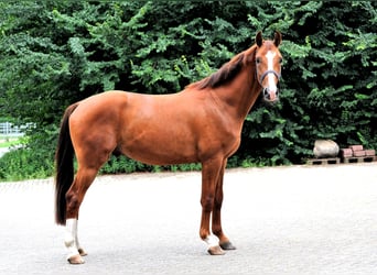 Hannoveraner, Wallach, 3 Jahre, 163 cm, Fuchs
