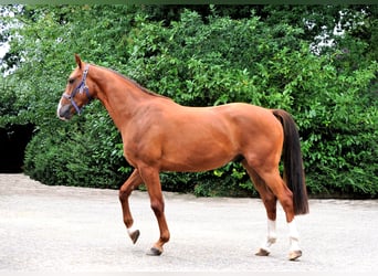 Hannoveraner, Wallach, 3 Jahre, 163 cm, Fuchs