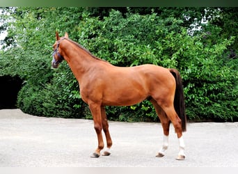 Hannoveraner, Wallach, 3 Jahre, 163 cm, Fuchs