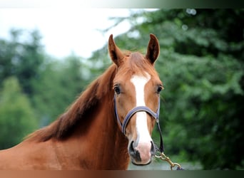 Hannoveraner, Wallach, 3 Jahre, 163 cm, Fuchs