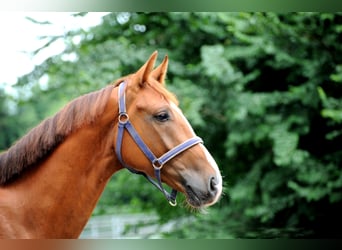 Hannoveraner, Wallach, 3 Jahre, 163 cm, Fuchs