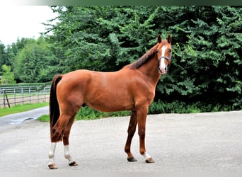 Hannoveraner, Wallach, 3 Jahre, 163 cm, Fuchs