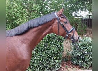 Hannoveraner, Wallach, 3 Jahre, 164 cm, Brauner