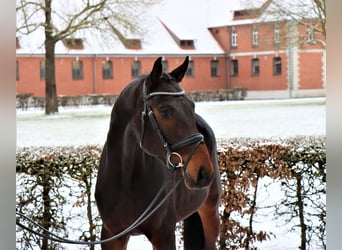 Hannoveraner, Wallach, 3 Jahre, 164 cm, Dunkelbrauner